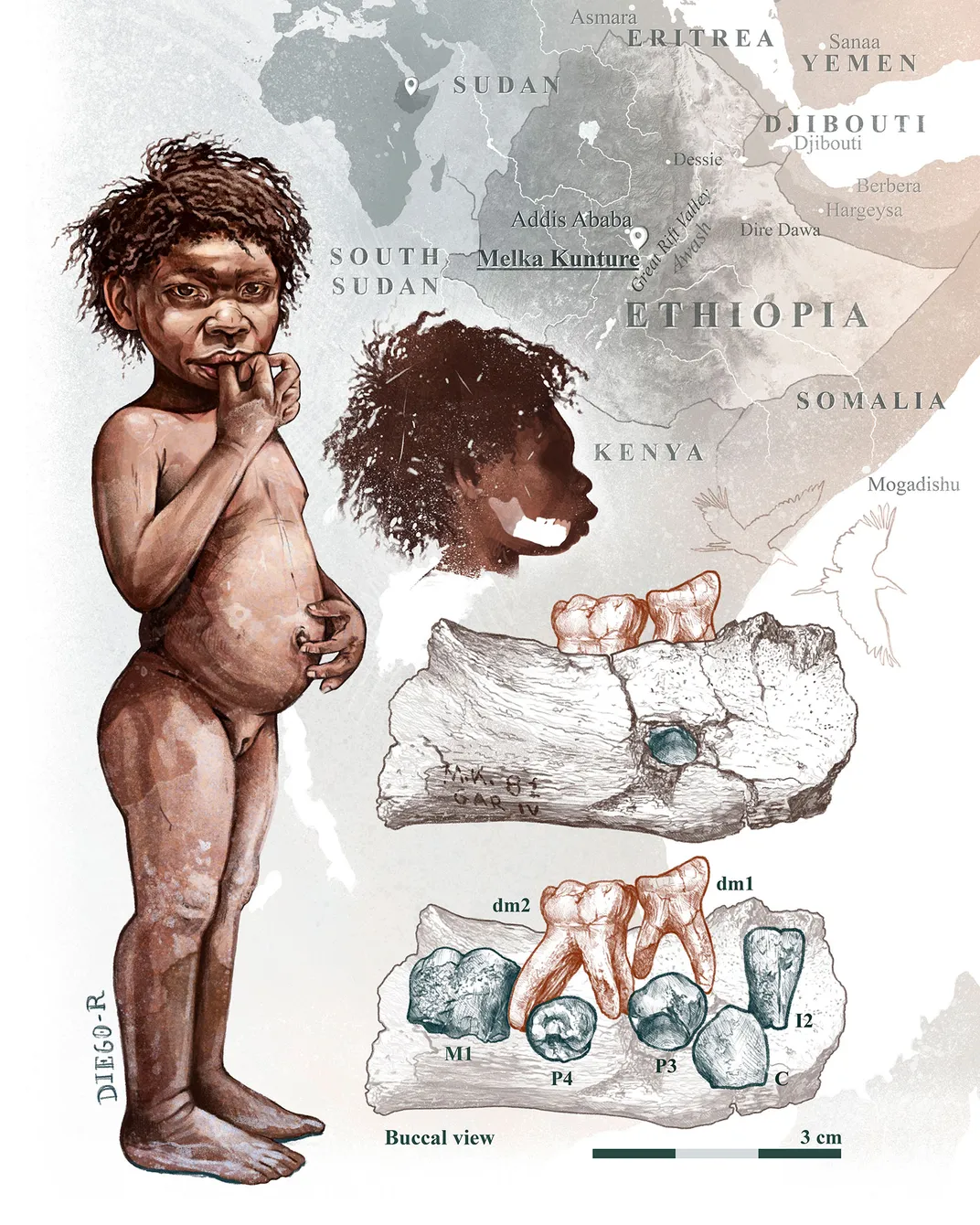 Homo Erectus Girl and Jaw Illustration