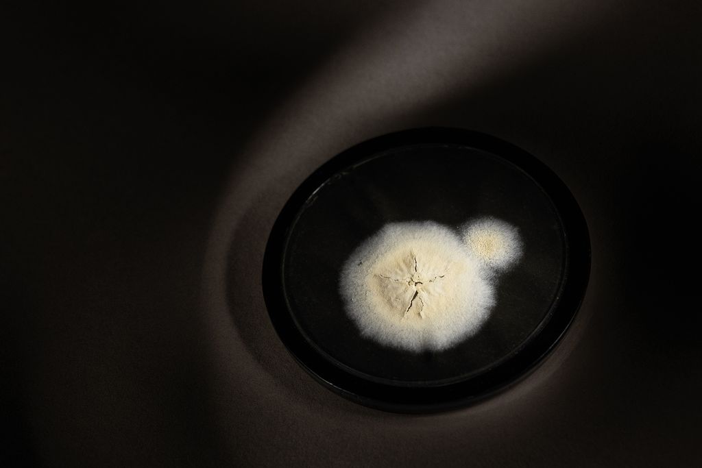 A dried sample of the original Penicillium mold that Fleming discovered in 1928.