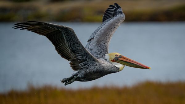 Pelican in flight (2) thumbnail