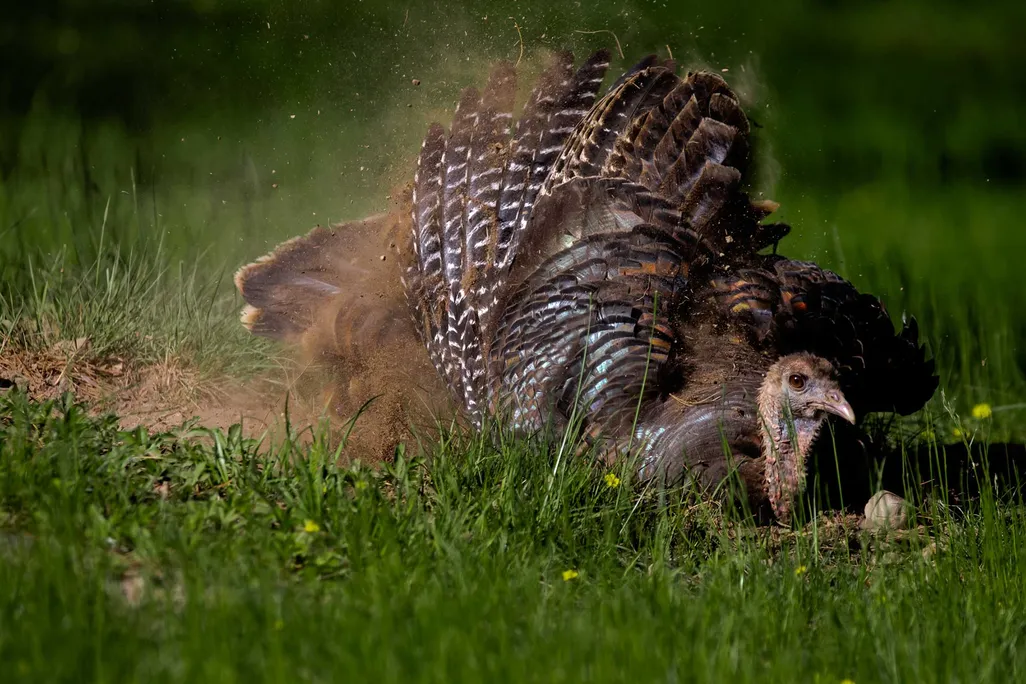 Turkey Dust Bathing