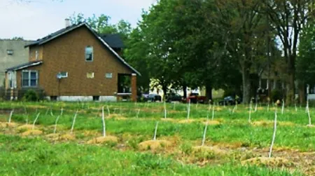 Soon this field in inner-city Detroit could be lined with maple trees.