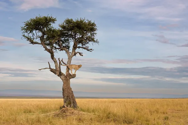 Out on a Limb thumbnail