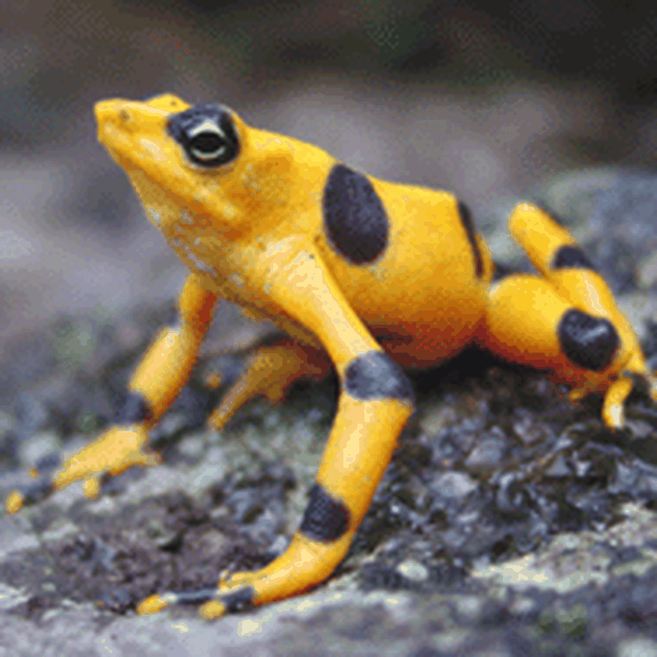 ARABIA アラビア フィンランド 蛙 カエル フィギュリン National Zoo Part of Amphibian Ark
