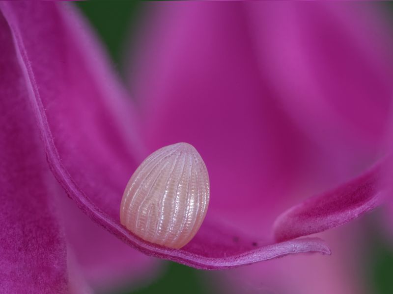 Monarch butterfly egg on swamp milkweed flower petal Smithsonian