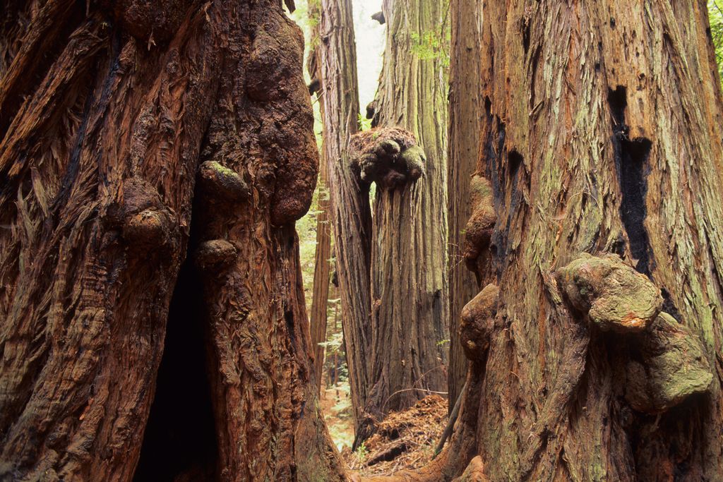 tree burls