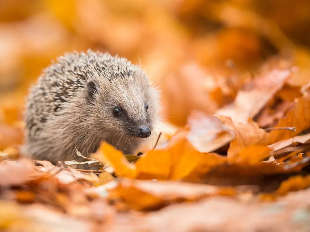 a hedgehog in fall leaves