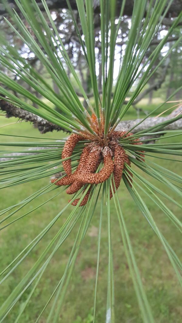 One of the many varieties of Pine trees  thumbnail
