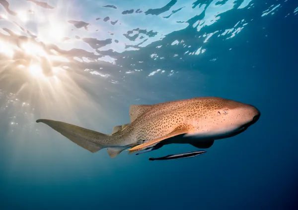 Golden Glow thumbnail