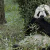 Follow the antics of the National Zoo's giant pandas (above: Tian Tian munching on bamboo) on the <a href=