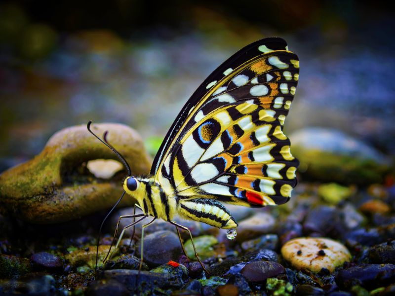 Butterfly Pee Smithsonian Photo Contest Smithsonian Magazine