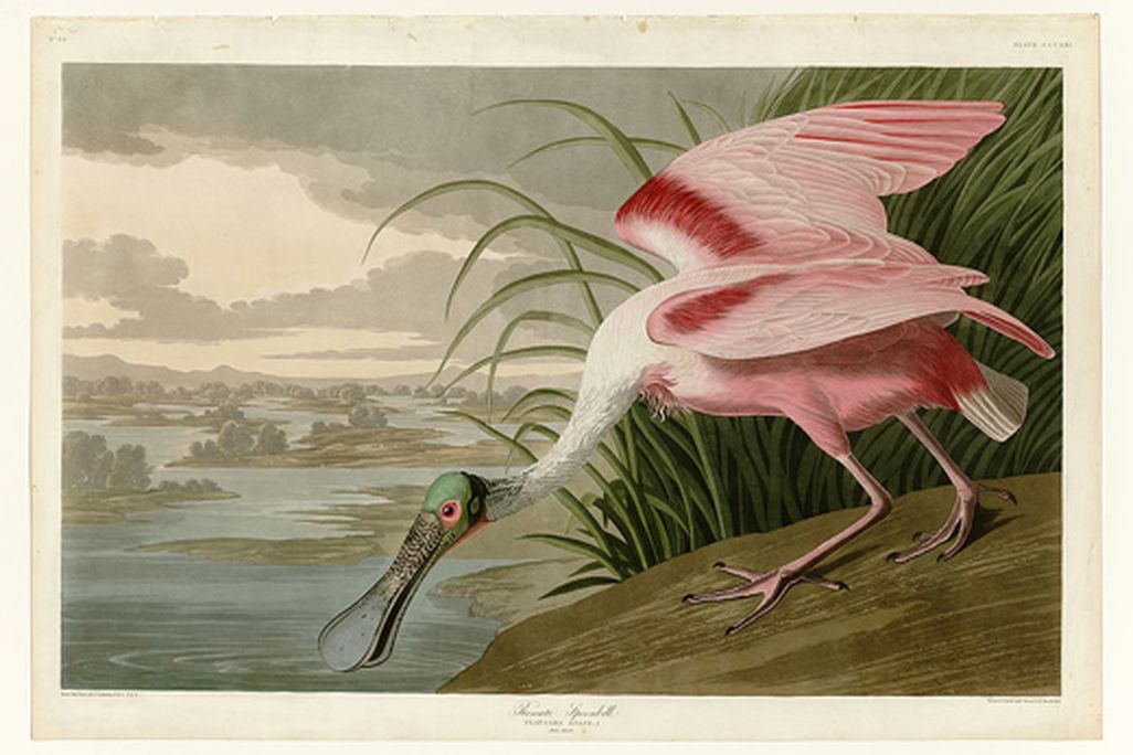 20110520102407800px-321_Roseate_Spoonbill.jpg