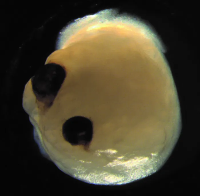An image of a brain organoid with optic cups. The mini brain looks like a small yellow blob with two pitch black eyes