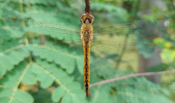 Female Wandering Glider Dragonfly perching on a twig thumbnail