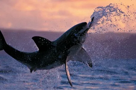 It may be hard to fathom, but many great white encounters with humans are investigative, not predatory. (A great white attacks a seal decoy in False Bay.) They’re just curious, Compagno says.
