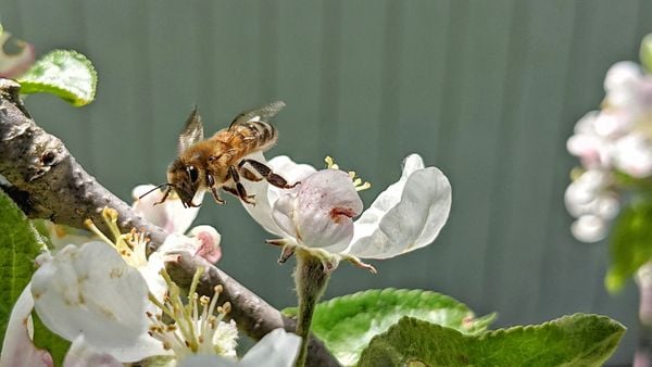Honey Bee Take Off thumbnail
