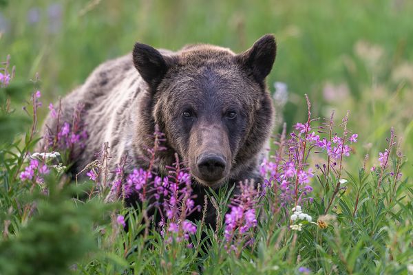 Chamaenerion thumbnail