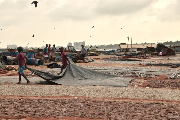 Morning Negombo thumbnail