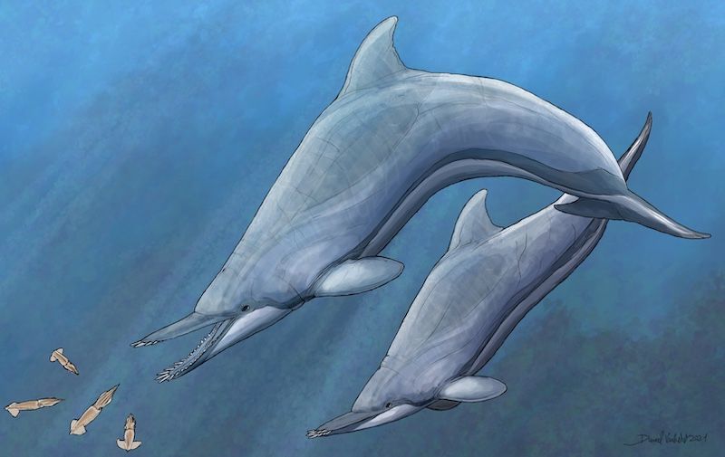 Ancient dolphins with tusk-like teeth
