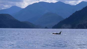 Luna in Vancouver Island's Nootka Sound