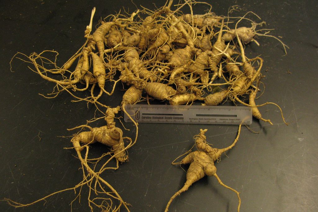 Ginseng roots