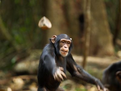In this image, a chimp throws a rock at another chimp. But in West Africa, scientists think the animals may also ritualistically throw stones at hollow trees. 