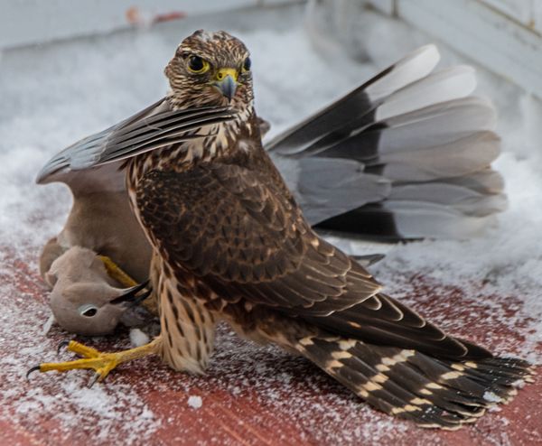 Sharp-shinned Hawk With Turtle Dove 3 thumbnail