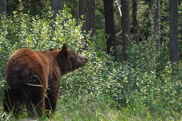 Dreamy Black Bear in Jasper National Park thumbnail