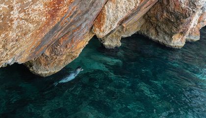 The Mediterranean Monk Seal Is Making a Comeback