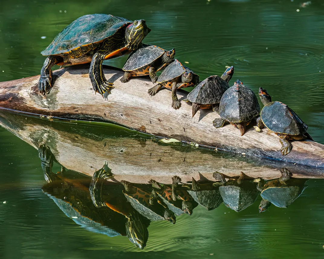 6 Turtles