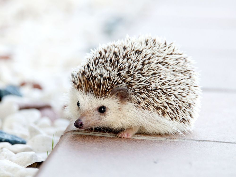 Baby Hedgehog