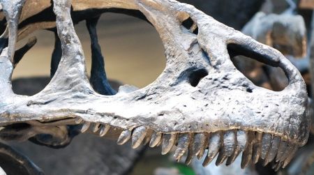 For the past century, carnivorous dinosaurs like Allosaurus—seen here at the Natural History Museum of Los Angeles County—have been made-to-order movie monsters.