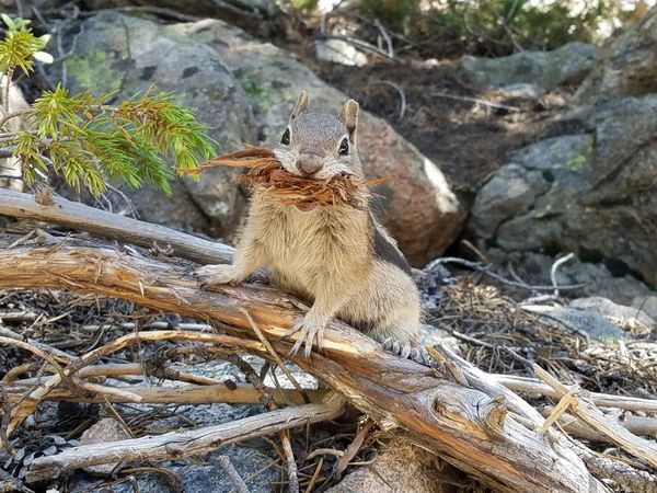 Chipmunk on the Emerald Lake Trail at Rocky Mountain National Park thumbnail
