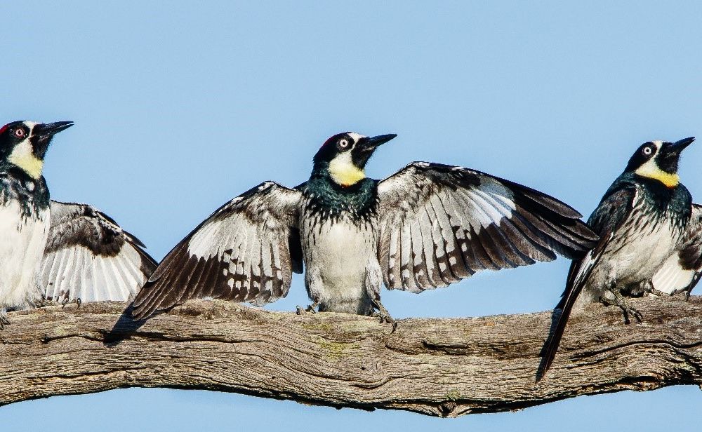 Three black and white acorn woodpeckers perched on a branch with wings spread.