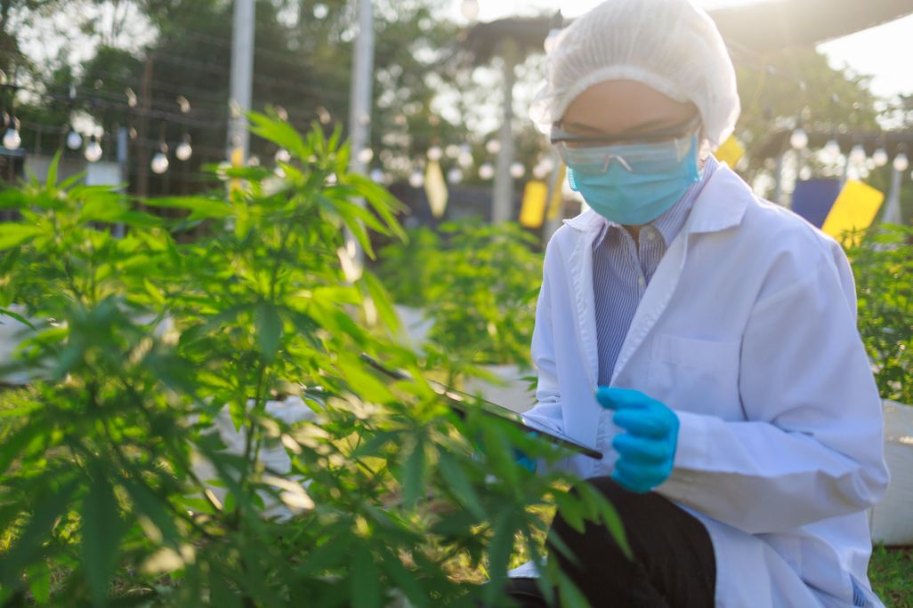 A woman studies marijuana