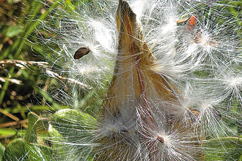 100,000 species of flora-imperiled by habitat destruction