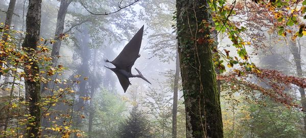 Pteranodon in the prehistoric Réclère park thumbnail