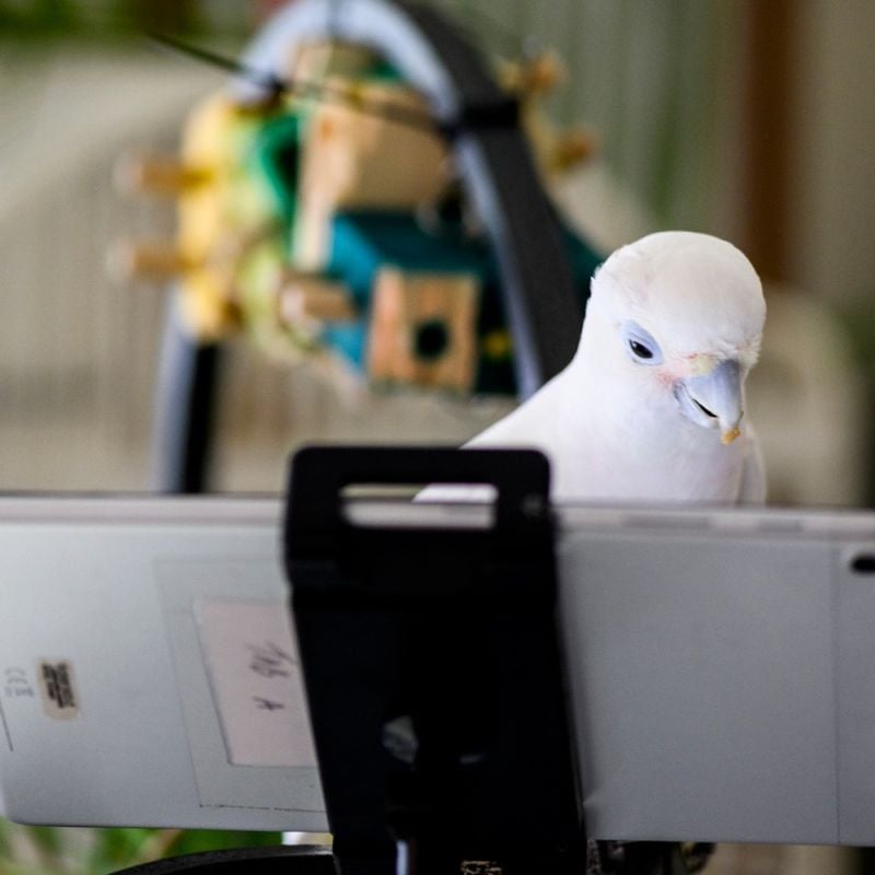 E-information for newbies.  Beautiful birds, Backyard birds, Pet