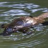 The World's Oldest Wild Platypus Shocks Scientists at 24 Years of Age icon