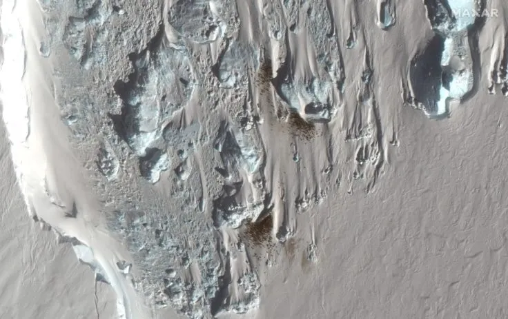 Satellite image of penguin guano in West Antarctica