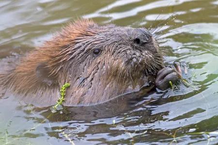 A beaver relaxes in water in Anchorage, Alaska. `
