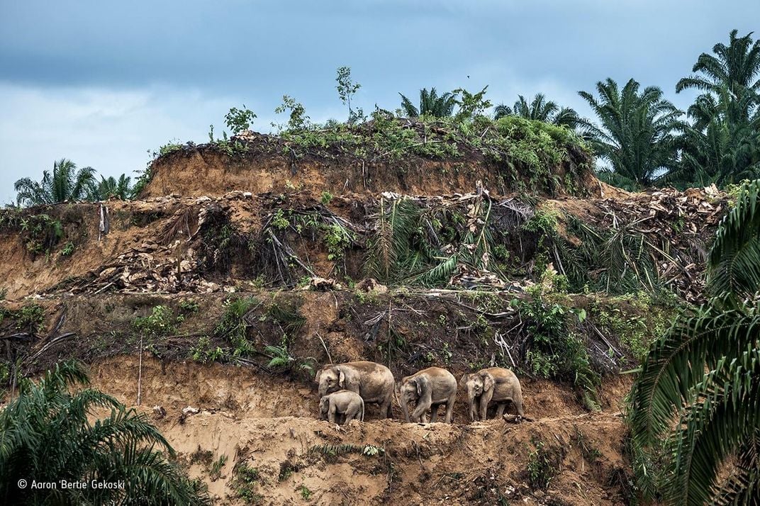 Palm-oil Survivors