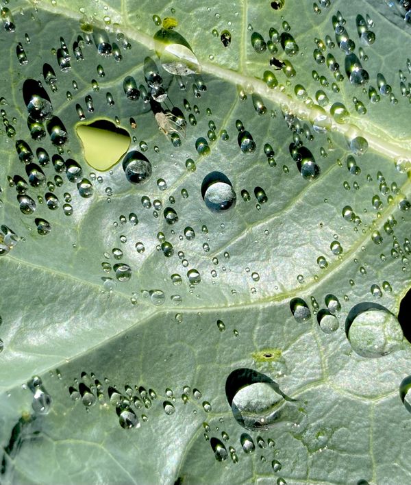Dew on cabbage thumbnail