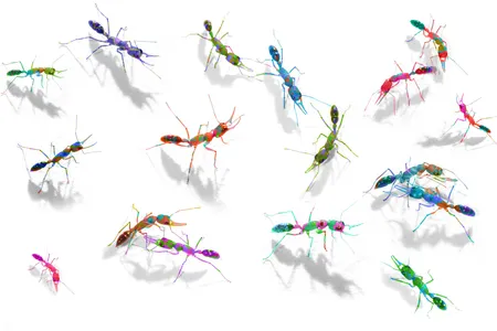 This false-color image depicts various compounds that ants smell to detect where their nestmates stand in the colony's social hierarchy.