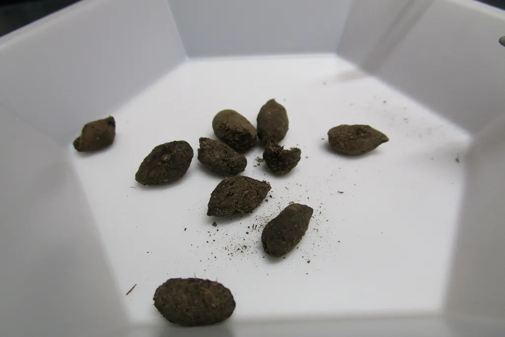 brown pellets in a white container