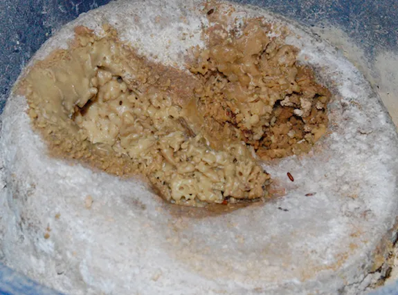 This enticing hunk of casu marzu cheese is rich with fly larvae, but sadly, illegal in the United States.