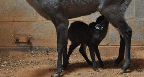 20110817100005baby-fawn-national-zoo.jpg