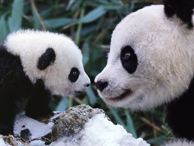 Think human dating is hard? Try being a panda. 