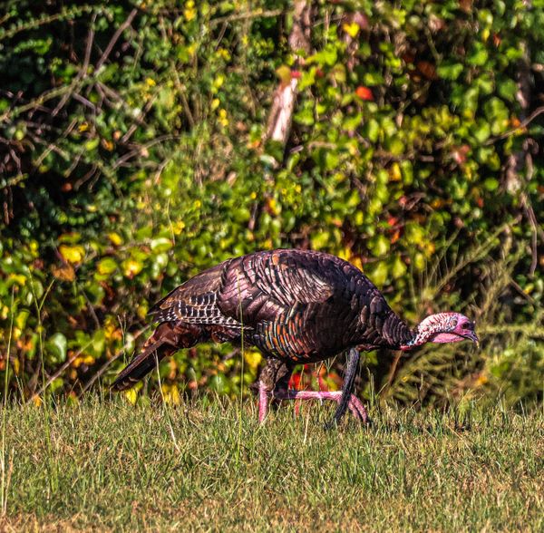 A glistening turkey to start my day thumbnail