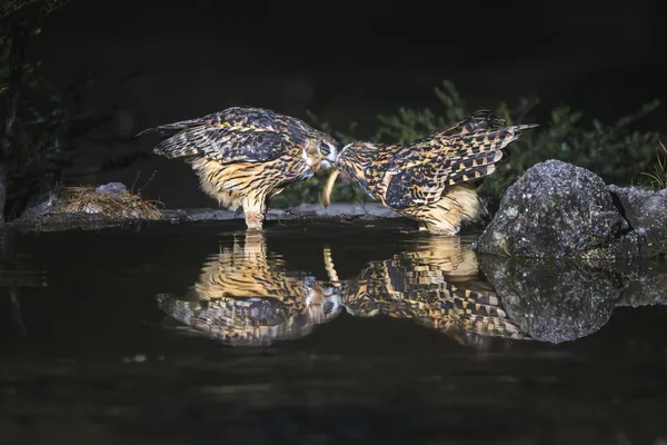 A Gentle-Raptor’s Affection thumbnail