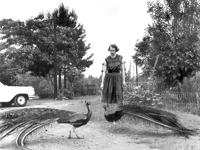 Flannery O&#39;Connor with peacocks in the driveway of her family home at Andalusia Farm in 1962